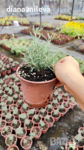 САНТОЛИНА СРЕБРИСТА,  Santolina chamaecyparissus, снимка 8 - Градински цветя и растения - 42253021