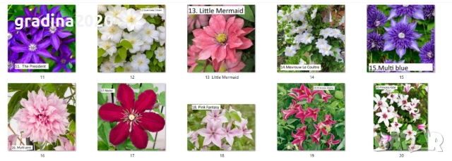 Клематис налични 33 вида, снимка 15 - Разсади - 48740865