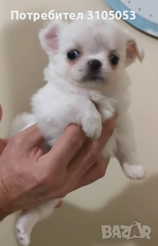 Чихуахуа мъжки и женски, снимка 8 - Чихуахуа - 41803190