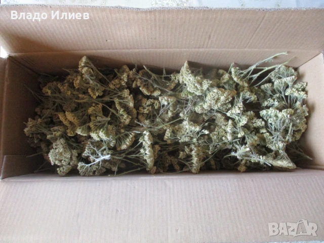 Бял равнец изсушен екологично чист реколта 2025 г., снимка 2 - Други - 50906903