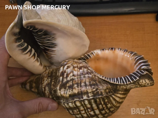 Продавам големи океански рапани , снимка 7 - Декорация за дома - 51267598