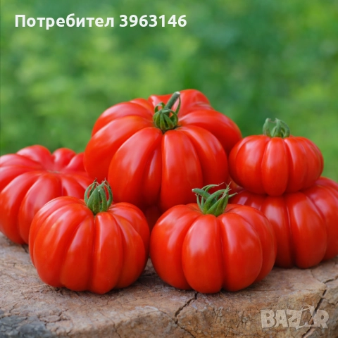 Семена за Стотинки, снимка 5 - Сортови семена и луковици - 52838410