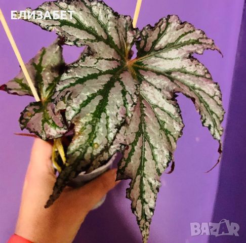 Begonia, снимка 1 - Стайни растения - 45989950