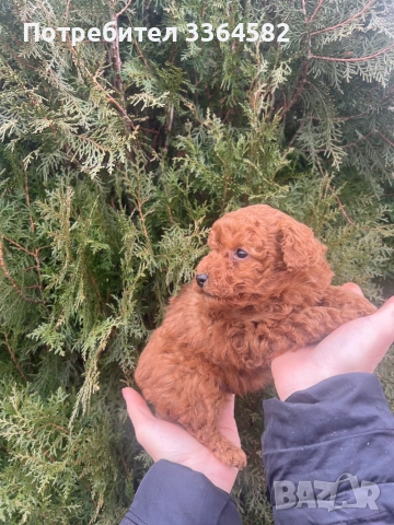 Мини пусел, снимка 2 - Пудели - 53276952