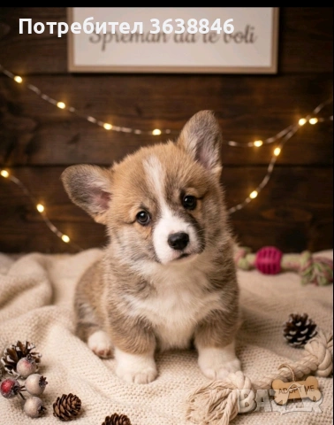 Корги пемблук