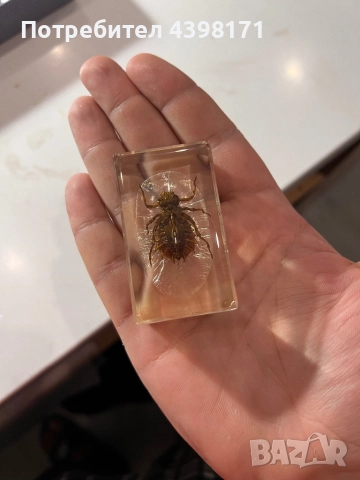 Колекция Истински буболечки, снимка 8 - Колекции - 52425118
