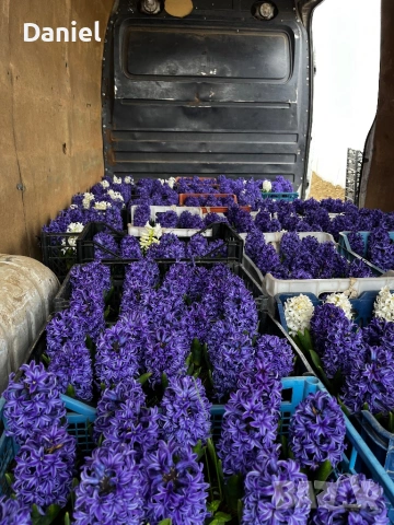 Зюмбюл, снимка 6 - Градински цветя и растения - 53383881