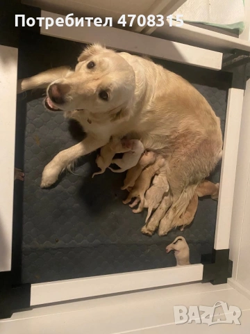 Голдън ретривър момченце ваксина