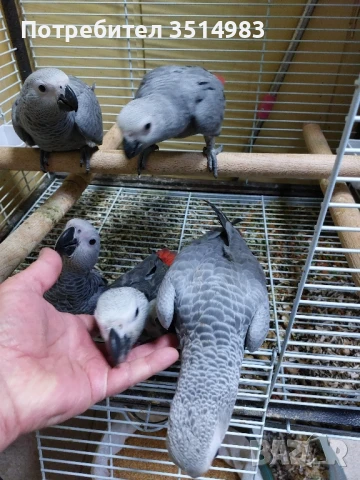 Бебета Кралско жако , снимка 1