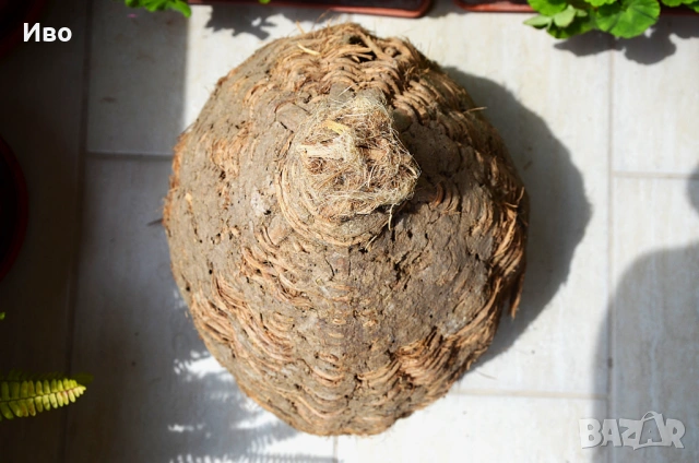 Стара, голяма тръвна за декорация, снимка 5 - Градински мебели, декорация  - 53815443