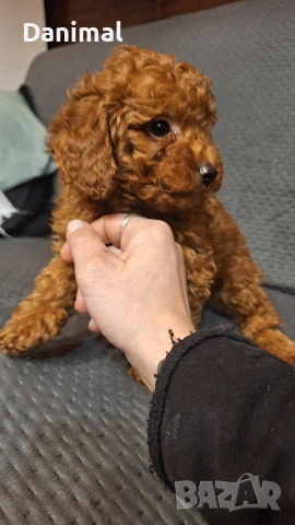 пуделчета той/ момче и момиче/toy poodle, снимка 10 - Пудели - 53581267