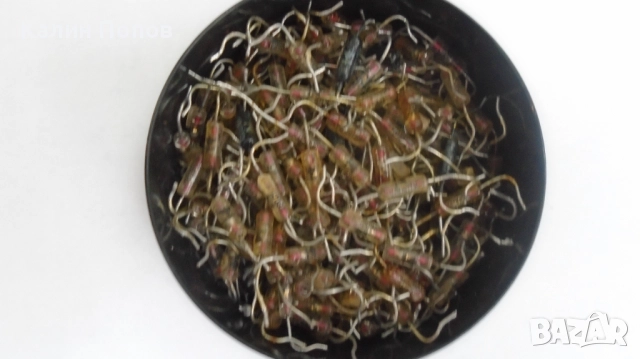 Диоди и светодиоди, снимка 12 - Друга електроника - 47562821