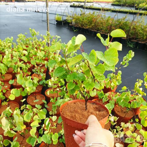 Церцис, Див Рошков, Дърво на Юда, Сercis siliquastrum, снимка 9 - Градински цветя и растения - 46601219