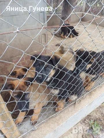 Свободни кученца си търсят отговорни стопани!!!, снимка 5 - Белгийска овчарка - 53140192