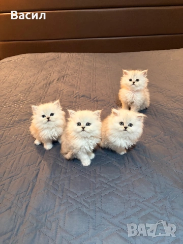 Персийски котенца ,цвят сребърна чинчила 