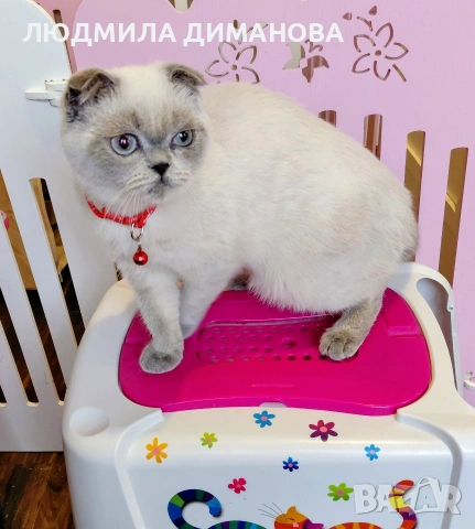 Шотландско момиче със сини очи. , снимка 2 - Британска късокосместа - 53291975