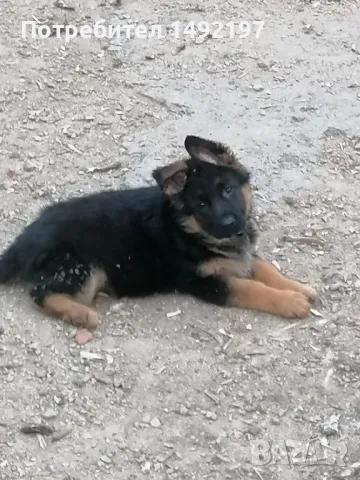 малки немски овчарки , снимка 14 - Немска овчарка - 50062180