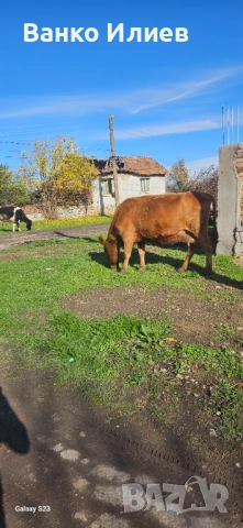 Свободни 6 редовни крави , снимка 3 - Крави - 52412161