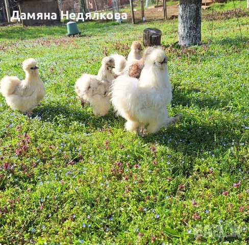 оплодени яйца от копринки , снимка 5 - Кокошки и пуйки - 54190833