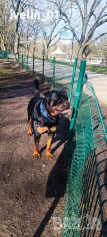 Продават се малки ротвайлерчера