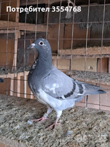Продавам спортни гълъби , снимка 15 - Гълъби - 52929342