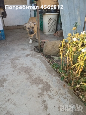 Пясъчна Пидбука, снимка 2 - Питбул - 51460790