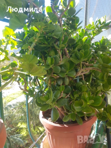 Мушкато,дърво на живота,Шефлера  и др.растения готови за декорация и подарък