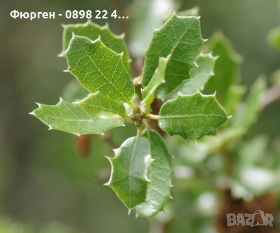 Дъб Пърнар – Вечнозелен СЕМЕНА (жълъди) Цена за 1 семе 40ст (0.20 €), снимка 2 - Разсади - 52897572