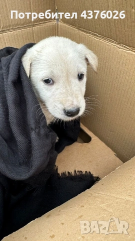 Намерено е малко кученце в Кранево , снимка 2 - Изгубени/намерени - 53454786