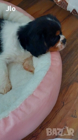 кавалер кинг чарлз шпаньол , снимка 6 - Кавалер кинг чарлз шпаньол - 54053774