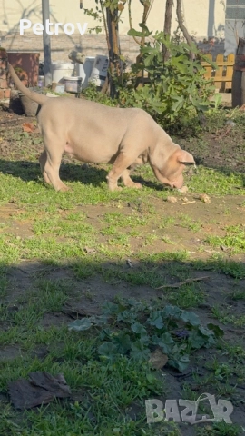 Американско були, снимка 6 - Питбул - 51911928