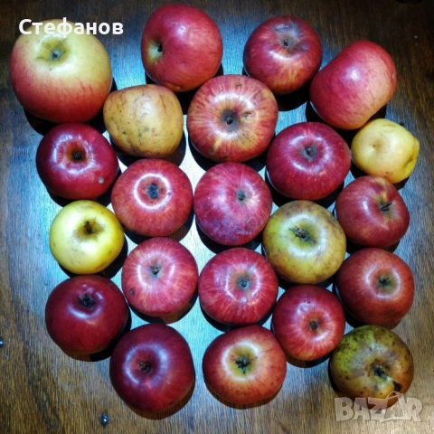 Калеми от разни сортове ябълки и круши, нови и стари , снимка 2 - Разсади - 53744673