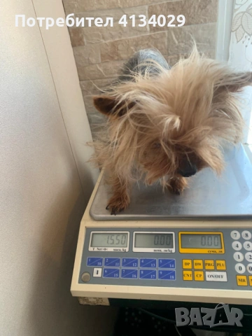 Супер мини Йорки мъжки 1,5 кг