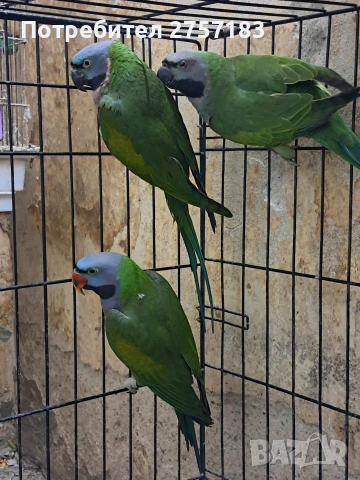 продавам китаиски алксандри женска 2023 г и 2025 мъжки 2024 г