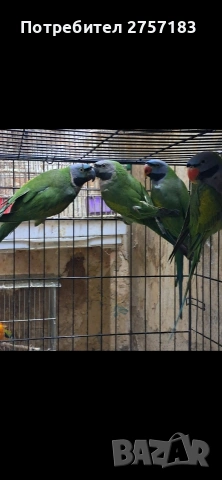 продавам китаиски александри 