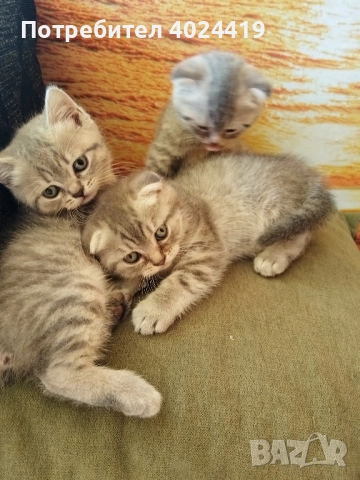 малки котенца, снимка 4 - Британска късокосместа - 52258422