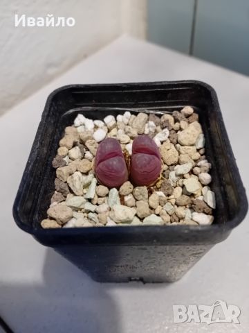 Живи камъчета - Lithops, снимка 10 - Градински цветя и растения - 33193359