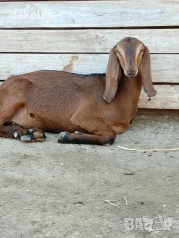 Продавам ярета англонубииски , снимка 1