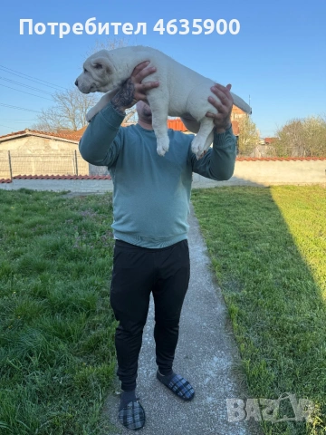 Момиче на 50 дни , снимка 6 - Алабай - 54113727