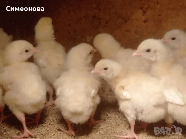 Еднодневни бройлери