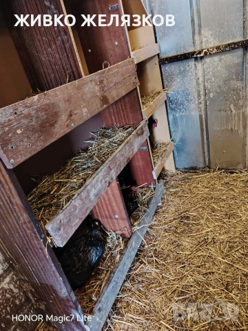 ПРОДАВАМ ОПЛОДЕНИ КОКОШИ ЯЙЦА , ЗА РАЗПЛОД, снимка 2 - Кокошки и пуйки - 53923856