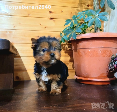 Йоркширски териер момче