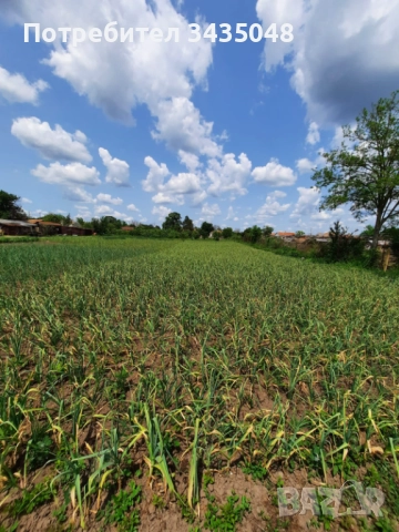 Домашен български зимен чесън собствено производство! Без химикали и пестециди!, снимка 13 - Домашни продукти - 52705970