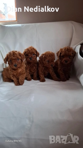 Той пудел / Теа Къп ., снимка 10 - Пудели - 53343824