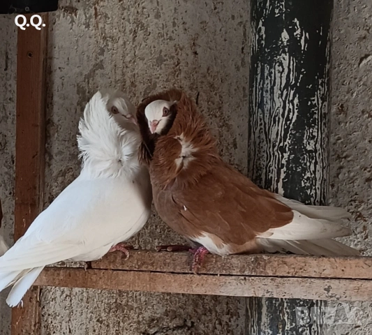 Капуцини, снимка 3 - Гълъби - 54100450