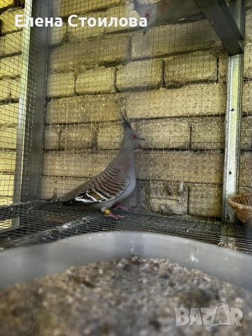 Гугутки различни видове, снимка 3 - Гълъби - 52254187