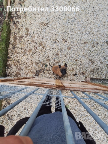 Белгийска Малиноа 