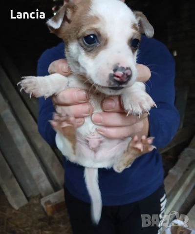 Кученца Джак ръсел, снимка 4 - Джак ръсел териер - 53964427