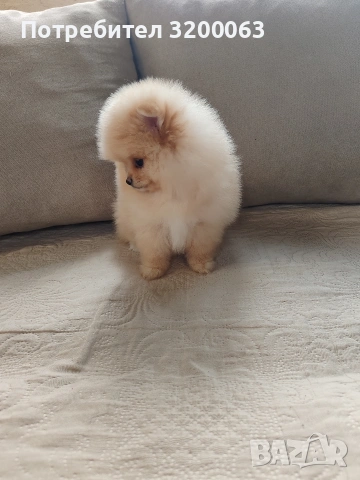 Померан мини женско , снимка 3 - Померан - 54288210