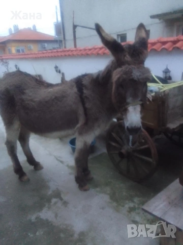 Продавам Женско Магаре , снимка 3 - За селскостопански - 54031468